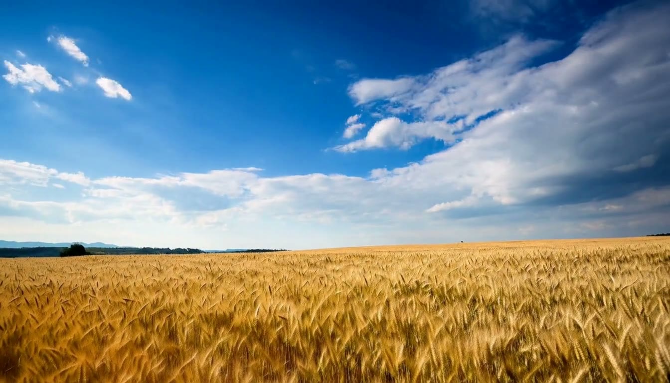 MiniMax H3 AI video example showing a serene landscape transitions from a golden wheat field under a vibrant blue sky to a starry night sky with swirling star trails
